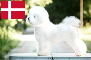 Lire la suite à propos de l’article Éleveurs de Bichon Frisé et chiots au Danemark