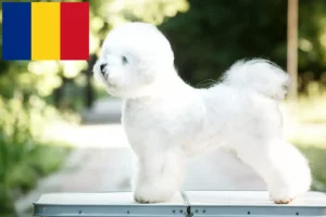 Lire la suite à propos de l’article Éleveurs de Bichon Frisé et chiots en Roumanie