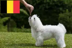Lire la suite à propos de l’article Éleveurs de bichons maltais et chiots en Belgique