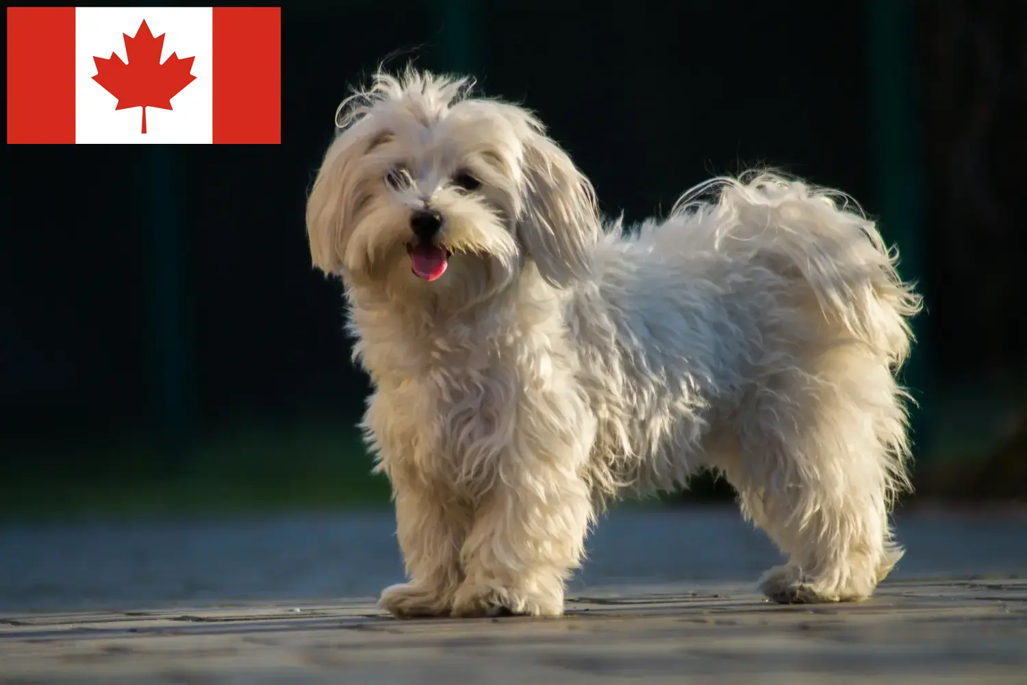 Bichon maltais chiots et éleveurs Canada Ici, tu trouveras des éleveurs de bichons maltais au Canada.