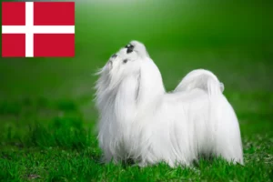 Lire la suite à propos de l’article Éleveurs de bichons maltais et chiots au Danemark