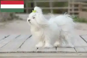 Lire la suite à propos de l’article Éleveurs de bichons maltais et chiots en Hongrie