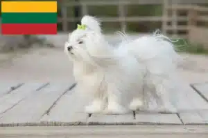 Lire la suite à propos de l’article Éleveurs de bichons maltais et chiots en Lituanie