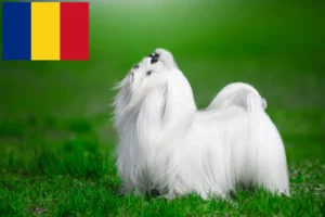 Lire la suite à propos de l’article Éleveurs de bichons maltais et chiots en Roumanie