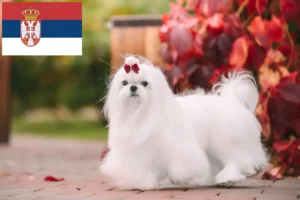 Lire la suite à propos de l’article Éleveurs de bichons maltais et chiots en Serbie
