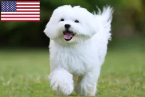 Lire la suite à propos de l’article Éleveurs de bichons maltais et chiots aux États-Unis