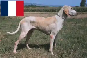 Lire la suite à propos de l’article Éleveurs et chiots de Billy en France