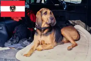 Lire la suite à propos de l’article Éleveurs de bloodhounds et chiots en Autriche