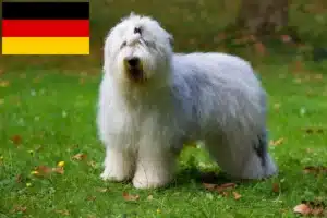 Lire la suite à propos de l’article Éleveurs de bobtails et chiots en Allemagne