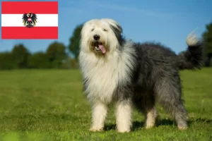Lire la suite à propos de l’article Éleveurs de Bobtails et chiots en Autriche