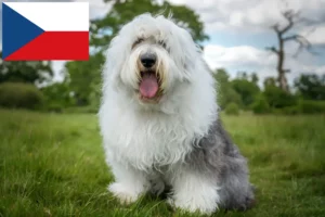Lire la suite à propos de l’article Éleveurs de bobtails et chiots en République tchèque