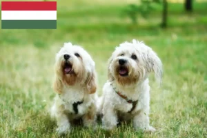 Lire la suite à propos de l’article Éleveurs et chiots de Bologne en Hongrie