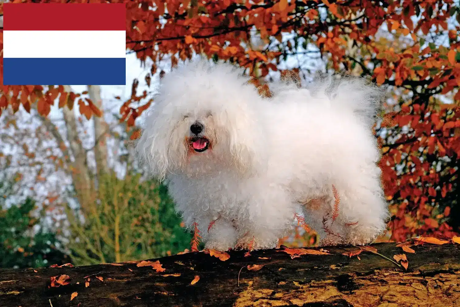 Chiots bolognais et éleveurs Pays-Bas Ici, tu trouveras des éleveurs de bolognaises aux Pays-Bas.