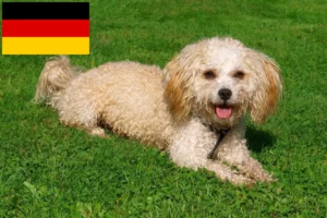 Lire la suite à propos de l’article Bolonka Zwetna éleveurs et chiots en Allemagne