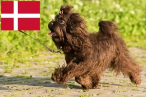 Lire la suite à propos de l’article Bolonka Zwetna éleveurs et chiots au Danemark