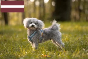 Lire la suite à propos de l’article Bolonka Zwetna éleveurs et chiots en Lettonie