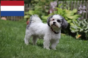 Lire la suite à propos de l’article Bolonka Zwetna éleveurs et chiots aux Pays-Bas
