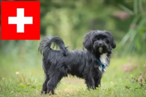 Lire la suite à propos de l’article Bolonka Zwetna éleveurs et chiots en Suisse