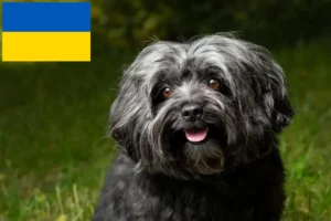Lire la suite à propos de l’article Bolonka Zwetna éleveurs et chiots en Ukraine