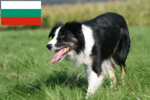 Lire la suite à propos de l’article Éleveurs de Border Collie et chiots en Bulgarie