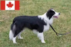 Lire la suite à propos de l’article Éleveurs de Border Collie et chiots au Canada