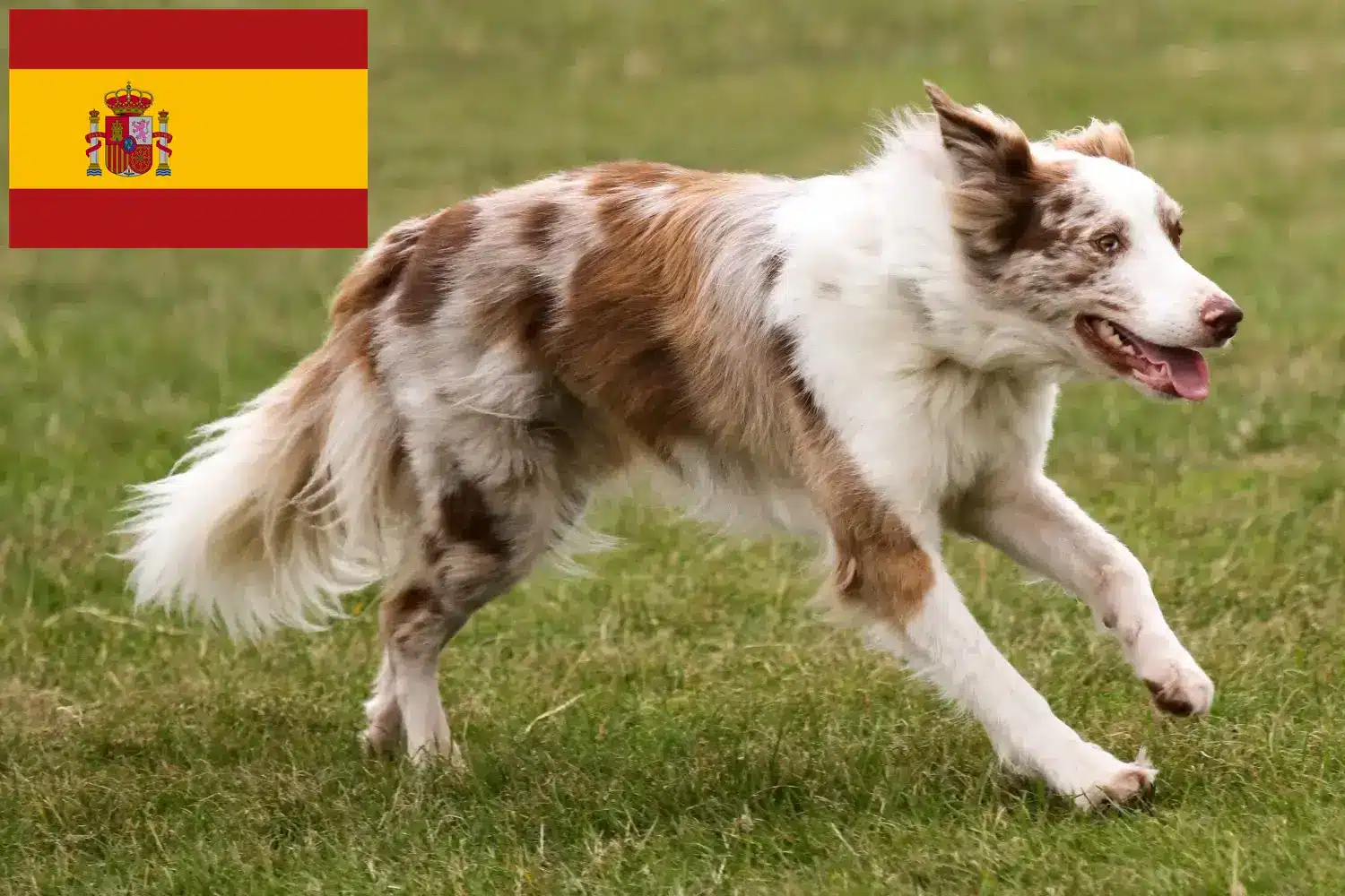 Border Collie chiots et éleveurs Espagne Ici, tu trouveras des éleveurs de Border Collies en Espagne.