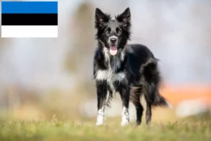 Lire la suite à propos de l’article Éleveurs de Border Collie et chiots en Estonie