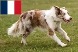 Lire la suite à propos de l’article Éleveurs de Border Collie et chiots en France