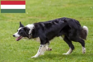 Lire la suite à propos de l’article Éleveurs de Border Collie et chiots en Hongrie