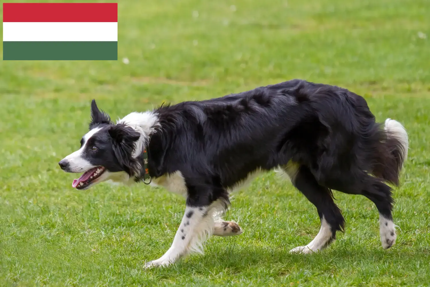 Border Collie chiots et éleveurs Hongrie Ici tu peux trouver des éleveurs de Border Collies en Hongrie.
