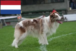 Lire la suite à propos de l’article Éleveurs de Border Collie et chiots aux Pays-Bas