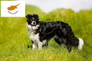 Lire la suite à propos de l’article Éleveurs de Border Collie et chiots à Chypre