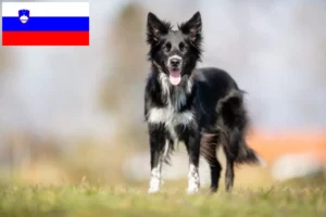 Lire la suite à propos de l’article Éleveurs de Border Collie et chiots en Slovénie