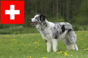Lire la suite à propos de l’article Éleveurs de Border Collie et chiots en Suisse