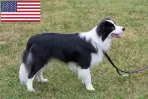 Lire la suite à propos de l’article Éleveurs de Border Collie et chiots aux États-Unis