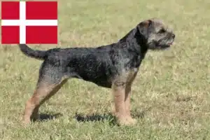 Lire la suite à propos de l’article Éleveurs de border terriers et chiots au Danemark