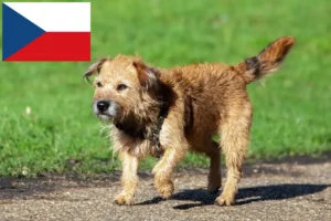 Lire la suite à propos de l’article Éleveurs de border terriers et chiots en République tchèque