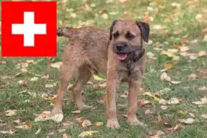 Lire la suite à propos de l’article Éleveurs de border terriers et chiots en Suisse