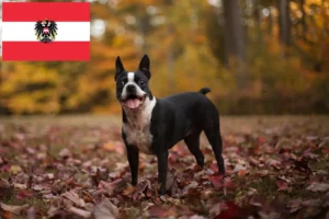 Lire la suite à propos de l’article Éleveurs de Boston Terrier et chiots en Autriche