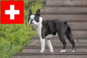 Lire la suite à propos de l’article Éleveurs de Boston Terrier et chiots en Suisse