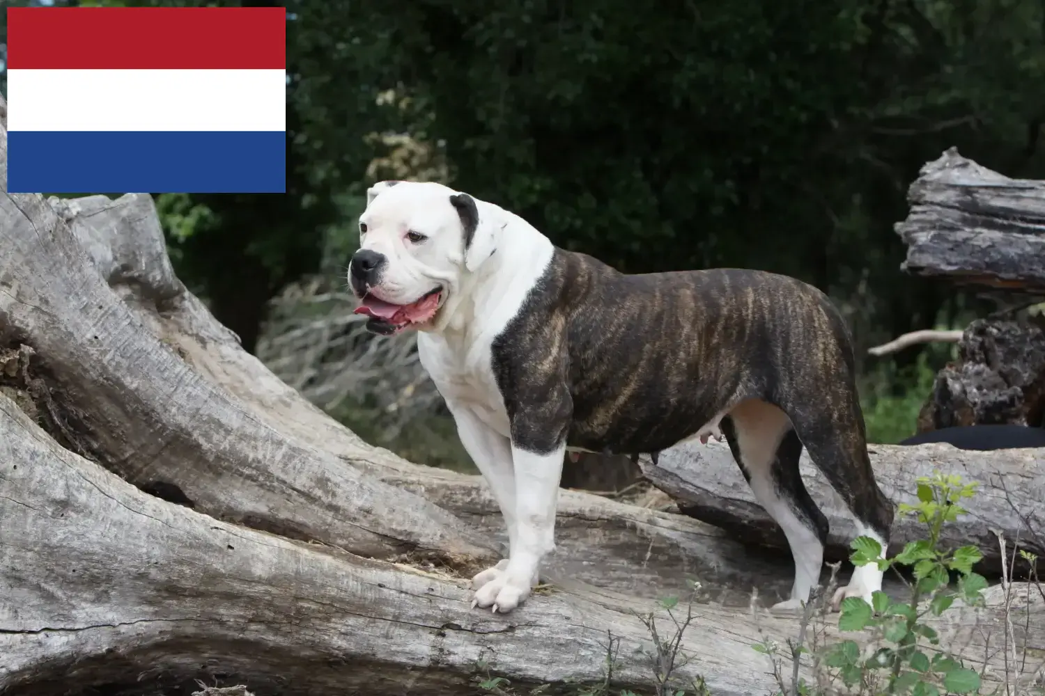 Bouledogue américain chiots et éleveurs Pays-Bas Ici, tu trouveras des éleveurs d'American Bulldogs aux Pays-Bas.