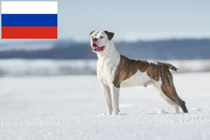 Lire la suite à propos de l’article Éleveurs de Bouledogues américains et chiots en Russie