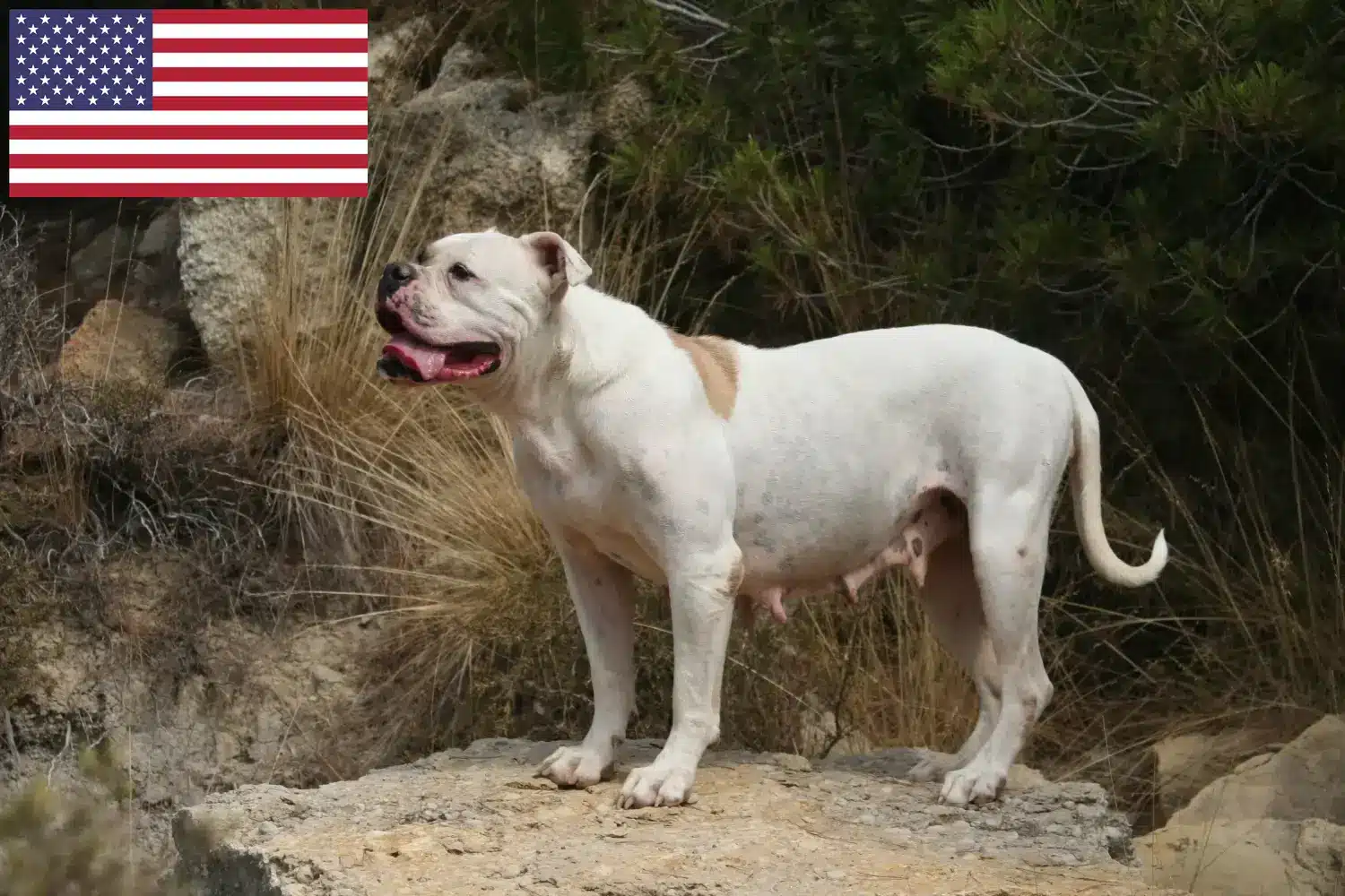 Bouledogues américains chiots et éleveurs USA Ici, tu trouveras des éleveurs d'American Bulldogs aux États-Unis.
