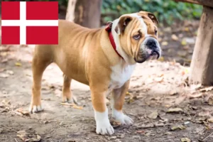 Lire la suite à propos de l’article Bouledogue anglais éleveurs et chiots au Danemark