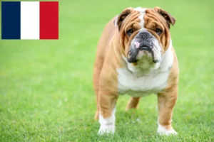 Lire la suite à propos de l’article Éleveurs de Bouledogues anglais et chiots en France