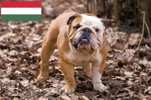 Lire la suite à propos de l’article Éleveurs de Bouledogues anglais et chiots en Hongrie