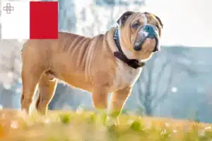 Lire la suite à propos de l’article Éleveurs de bouledogues anglais et chiots à Malte