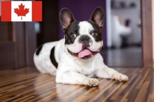 Lire la suite à propos de l’article Éleveurs de Bouledogues français et chiots au Canada