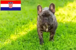 Lire la suite à propos de l’article Bouledogue français éleveurs et chiots en Croatie