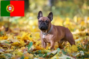 Lire la suite à propos de l’article Éleveurs de bouledogues français et chiots au Portugal